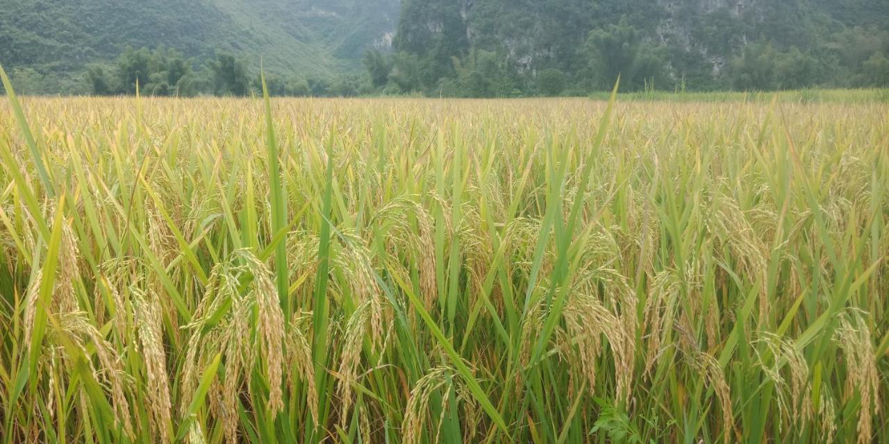 Yen Nhi Homestay Ban Gioc 高平 外观 照片